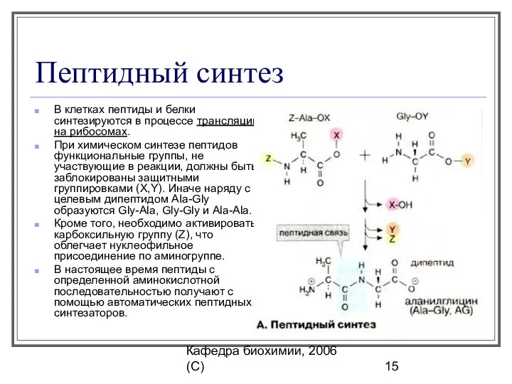 Кафедра биохимии, 2006 (C) Пептидный синтез В клетках пептиды и белки