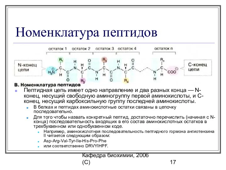 Кафедра биохимии, 2006 (C) Номенклатура пептидов Пептидная цепь имеет одно направление
