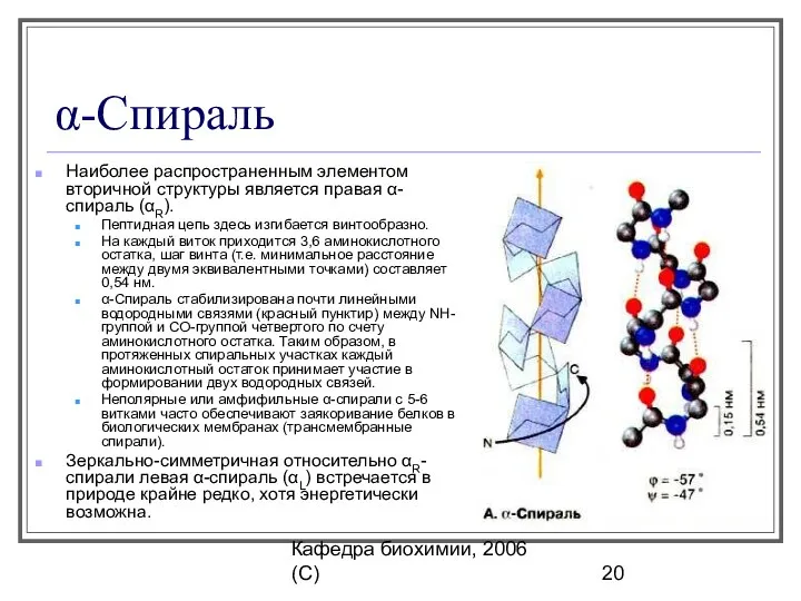 Кафедра биохимии, 2006 (C) α-Спираль Наиболее распространенным элементом вторичной структуры является