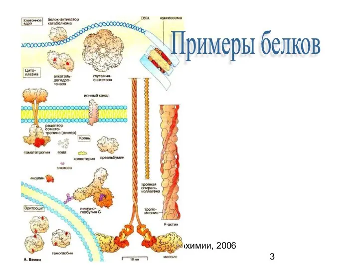 Кафедра биохимии, 2006 (C) Примеры белков