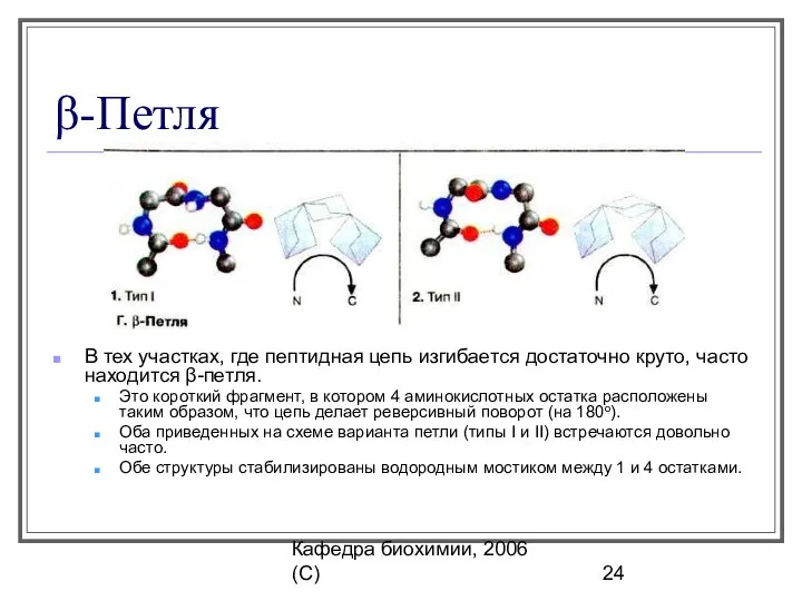 Кафедра биохимии, 2006 (C) β-Петля В тех участках, где пептидная цепь