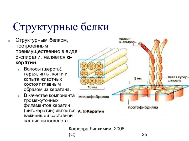 Кафедра биохимии, 2006 (C) Структурные белки Структурным белком, построенным преимущественно в