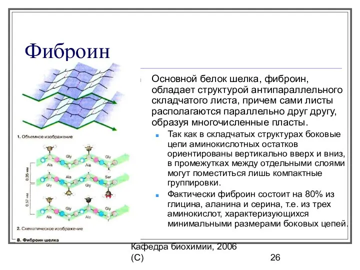 Кафедра биохимии, 2006 (C) Фиброин Ocновной белок шелка, фиброин, обладает структурой