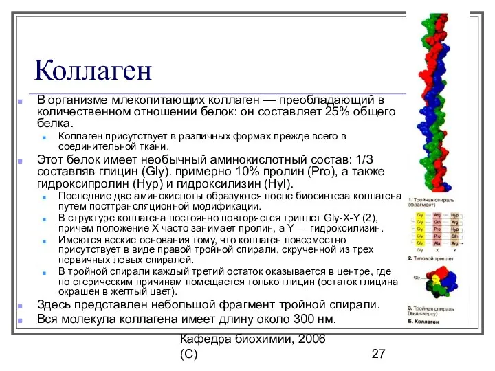 Кафедра биохимии, 2006 (C) Коллаген В организме млекопитающих коллаген — преобладающий