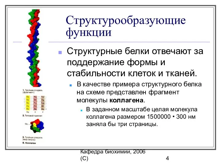 Кафедра биохимии, 2006 (C) Структурообразующие функции Структурные белки отвечают за поддержание