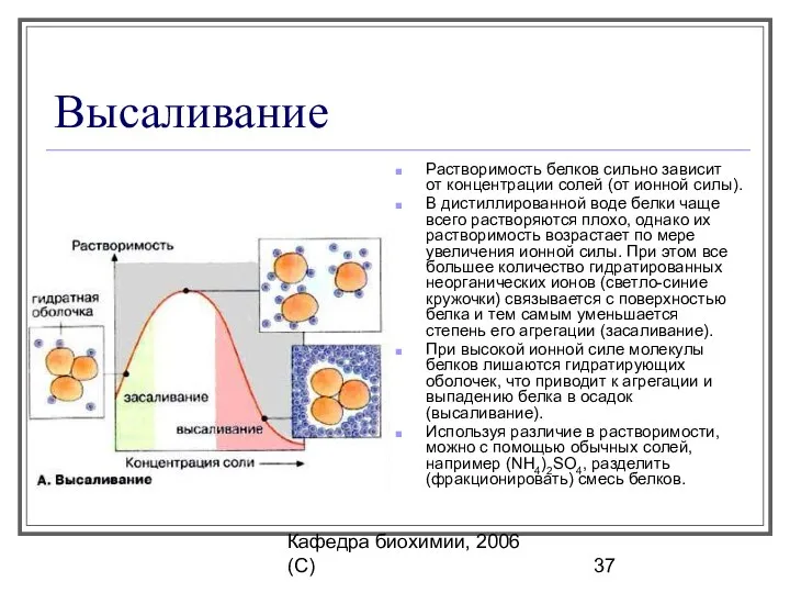 Кафедра биохимии, 2006 (C) Высаливание Растворимость белков сильно зависит от концентрации