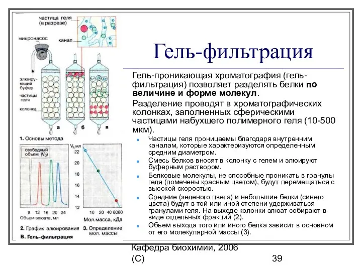 Кафедра биохимии, 2006 (C) Гель-фильтрация Гель-проникающая хроматография (гель-фильтрация) позволяет разделять белки