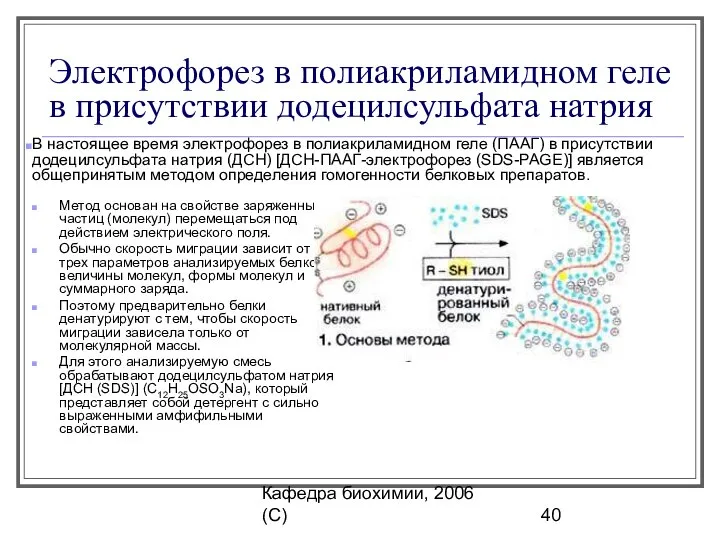 Кафедра биохимии, 2006 (C) Электрофорез в полиакриламидном геле в присутствии додецилсульфата