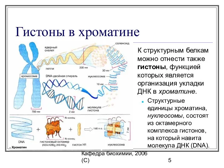 Кафедра биохимии, 2006 (C) Гистоны в хроматине К структурным белкам можно