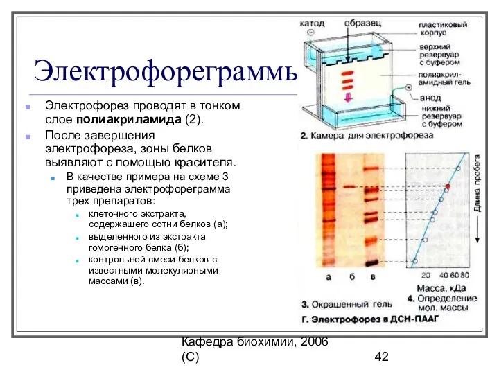 Кафедра биохимии, 2006 (C) Электрофореграммы Электрофорез проводят в тонком слое полиакриламида