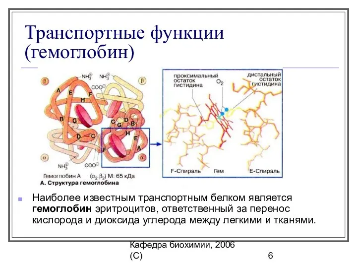 Кафедра биохимии, 2006 (C) Транспортные функции (гемоглобин) Наиболее известным транспортным белком