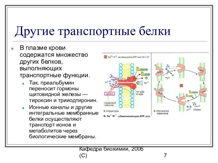 Кафедра биохимии, 2006 (C) Другие транспортные белки В плазме крови содержатся