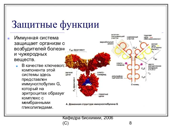 Кафедра биохимии, 2006 (C) Защитные функции Иммунная система защищает организм от