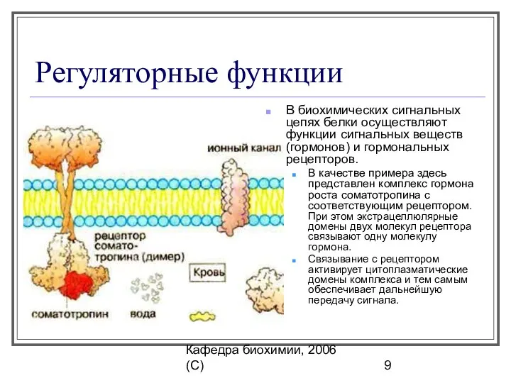 Кафедра биохимии, 2006 (C) Регуляторные функции В биохимических сигнальных цепях белки