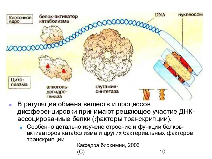 Кафедра биохимии, 2006 (C) В регуляции обмена веществ и процессов дифференцировки