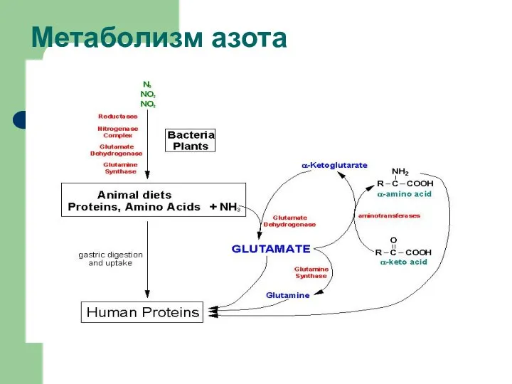 Метаболизм азота