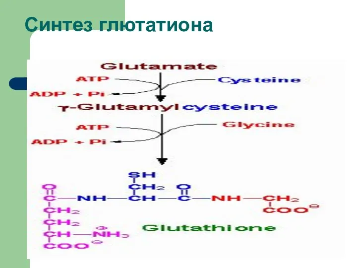 Синтез глютатиона