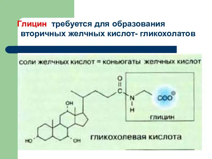 Глицин требуется для образования вторичных желчных кислот- гликохолатов