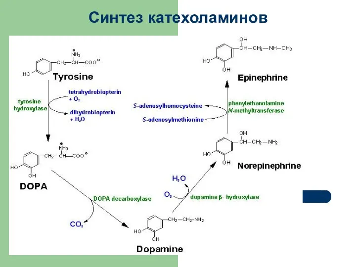 Синтез катехоламинов