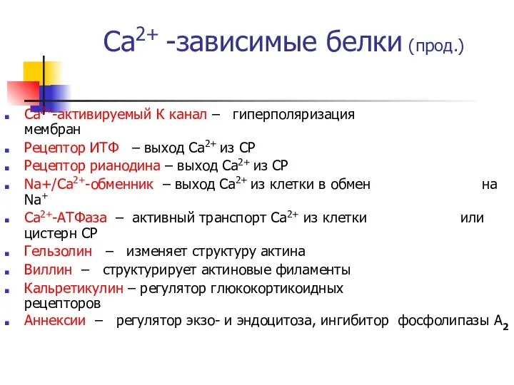 Са2+ -зависимые белки (прод.) Са2+-активируемый К канал – гиперполяризация мембран Рецептор