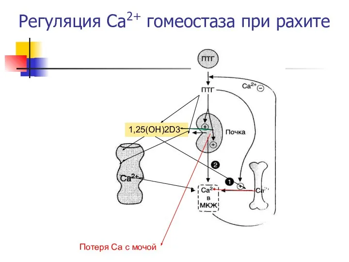 Регуляция Са2+ гомеостаза при рахите 1,25(OH)2D3 Потеря Са с мочой