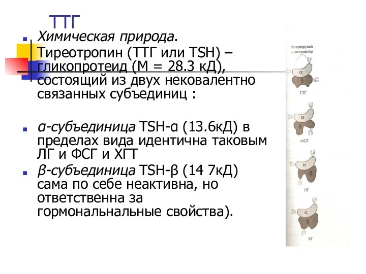 ТТГ Химическая природа. Тиреотропин (ТТГ или TSH) – гликопротеид (М =