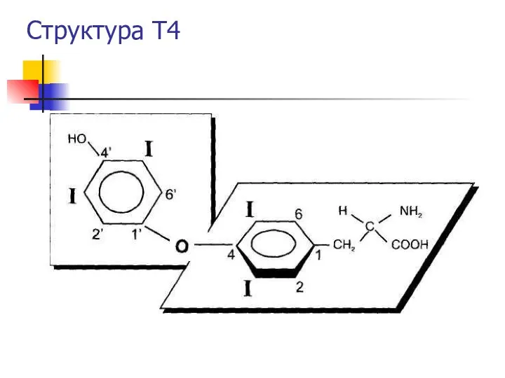 Структура Т4