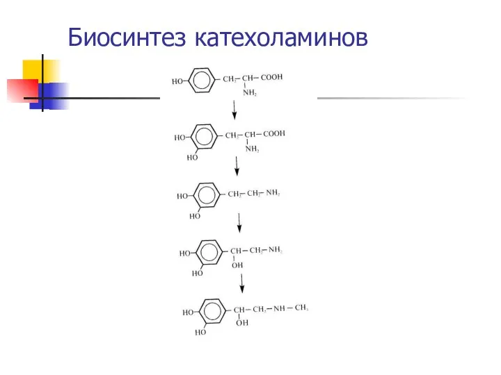 Биосинтез катехоламинов