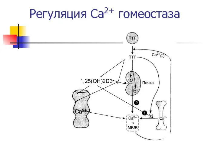 Регуляция Са2+ гомеостаза 1,25(OH)2D3