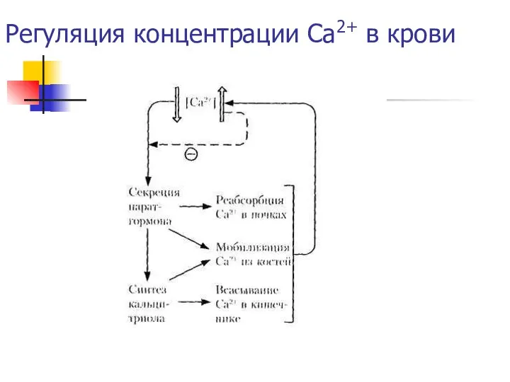 Регуляция концентрации Ca2+ в крови