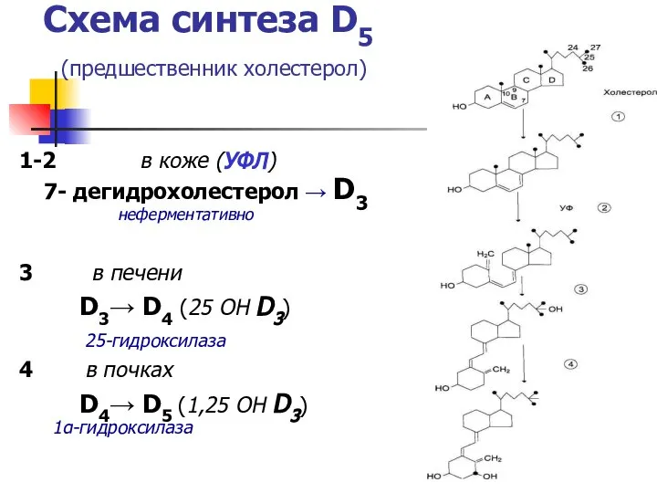 Схема синтеза D5 (предшественник холестерол) 1-2 в коже (УФЛ) 7- дегидрохолестерол