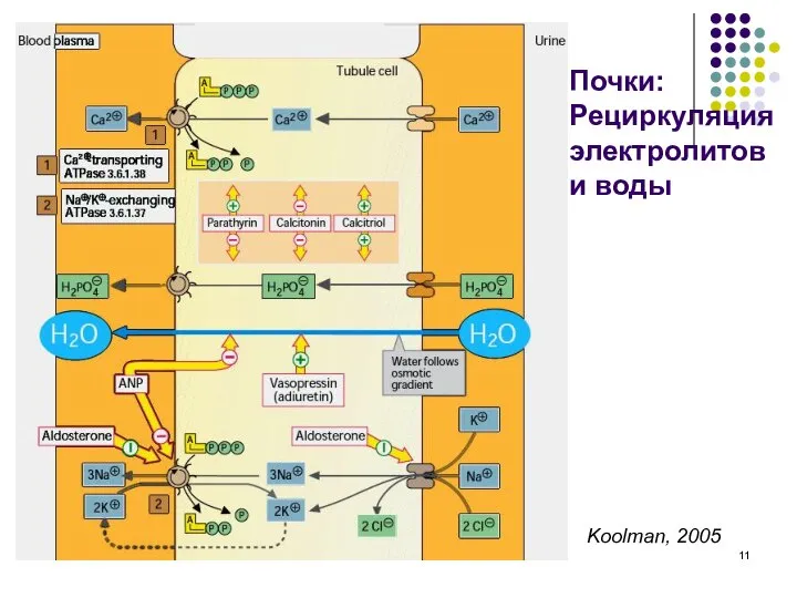 Почки: Рециркуляция электролитов и воды Koolman, 2005