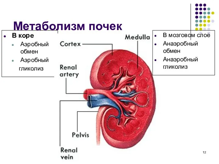 Метаболизм почек В коре Aэробный обмен Aэробный гликолиз В мозговом слое Aнаэробный обмен Aнаэробный гликолиз