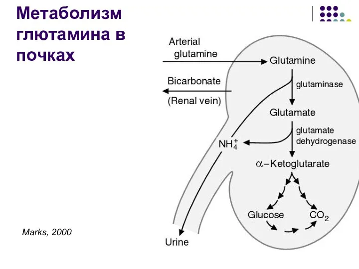 Метаболизм глютамина в почках Marks, 2000