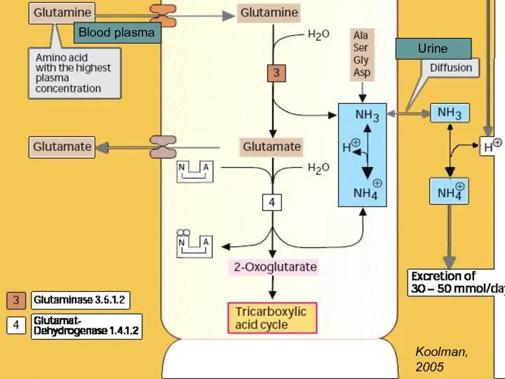 Экскреция аммония (Аммониогенез) Blood plasma Urine Koolman, 2005
