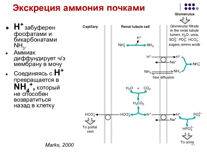 Экскреция аммония почками Н+ забуферен фосфатами и бикарбонатами NH3. Аммиак диффундирует