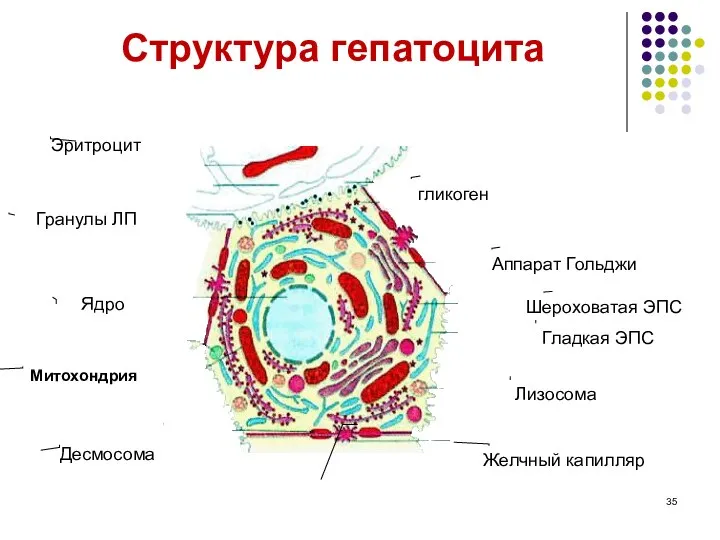 Структура гепатоцита Эритроцит Ядро Митохондрия Десмосома Гранулы ЛП гликоген Аппарат Гольджи