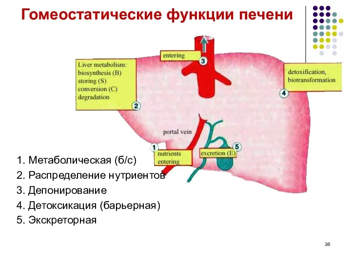 Гомеостатические функции печени 1. Метаболическая (б/с) 2. Распределение нутриентов 3. Депонирование 4. Детоксикация (барьерная) 5. Экскреторная