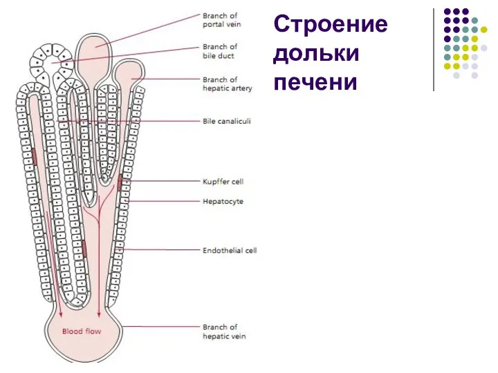 Строение дольки печени