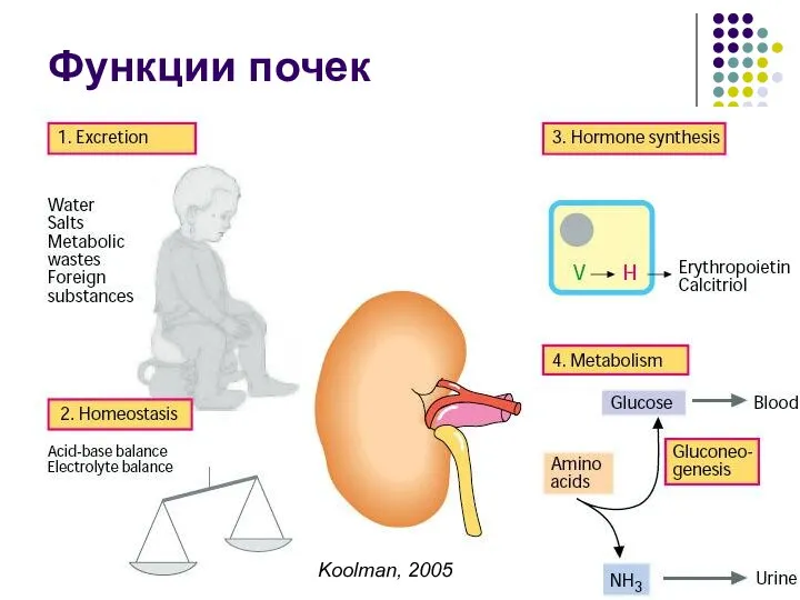 Функции почек Koolman, 2005