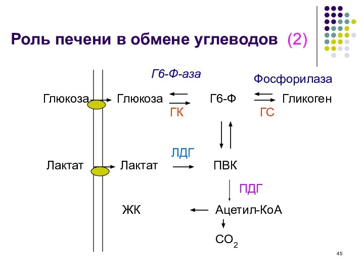 Роль печени в обмене углеводов (2) Г6-Ф-аза