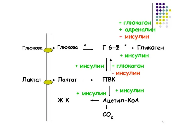 ПВК Глюкоза Г 6-Ф Гликоген Глюкоза Лактат Лактат Ацетил-КоА Ж К CO2