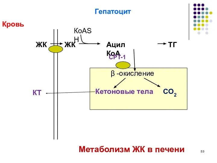 КТ Кровь Гепатоцит Метаболизм ЖК в печени