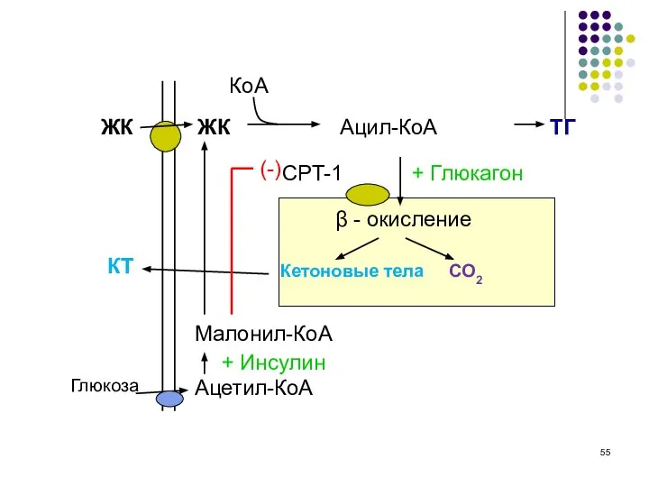 + Глюкагон КТ