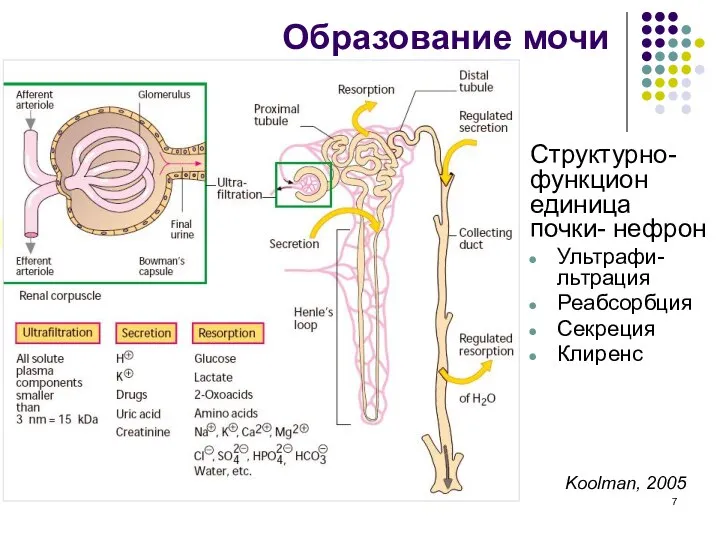 Образование мочи Структурно-функцион единица почки- нефрон Ультрафи-льтрация Реабсорбция Секреция Клиренс secretion Koolman, 2005