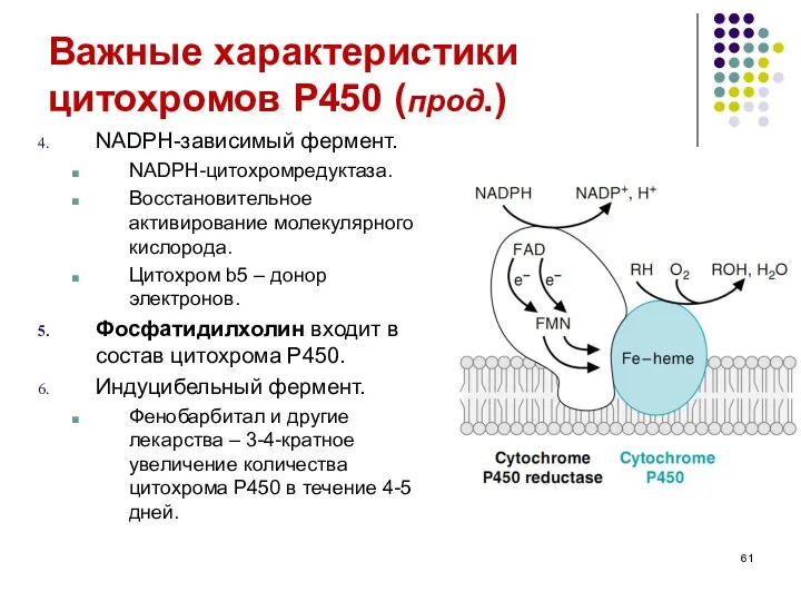 Важные характеристики цитохромов P450 (прод.) NADPH-зависимый фермент. NADPH-цитохромредуктаза. Восстановительное активирование молекулярного