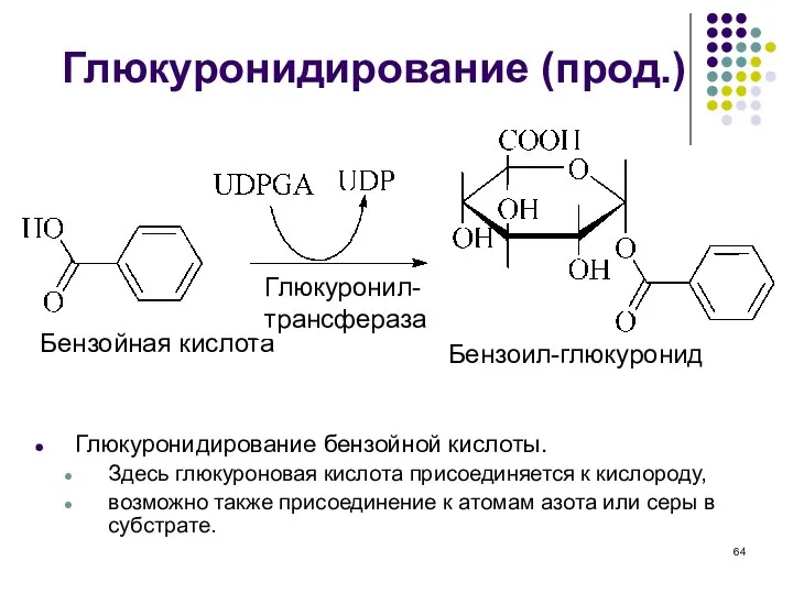 Глюкуронидирование бензойной кислоты. Здесь глюкуроновая кислота присоединяется к кислороду, возможно также