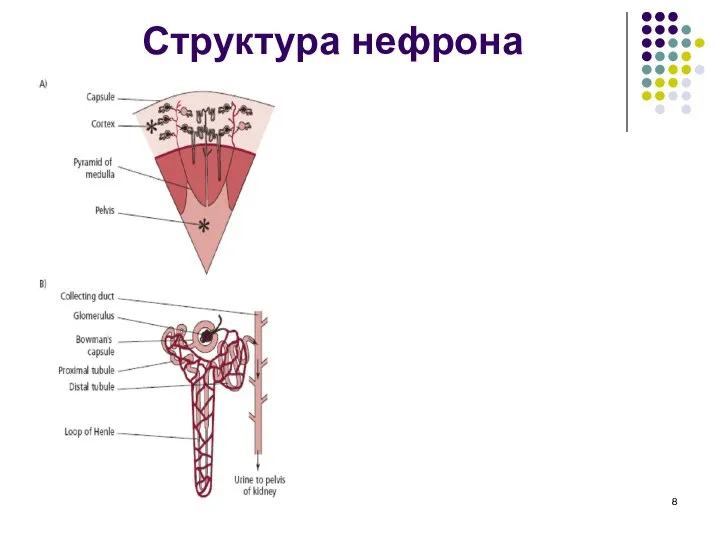 Структура нефрона