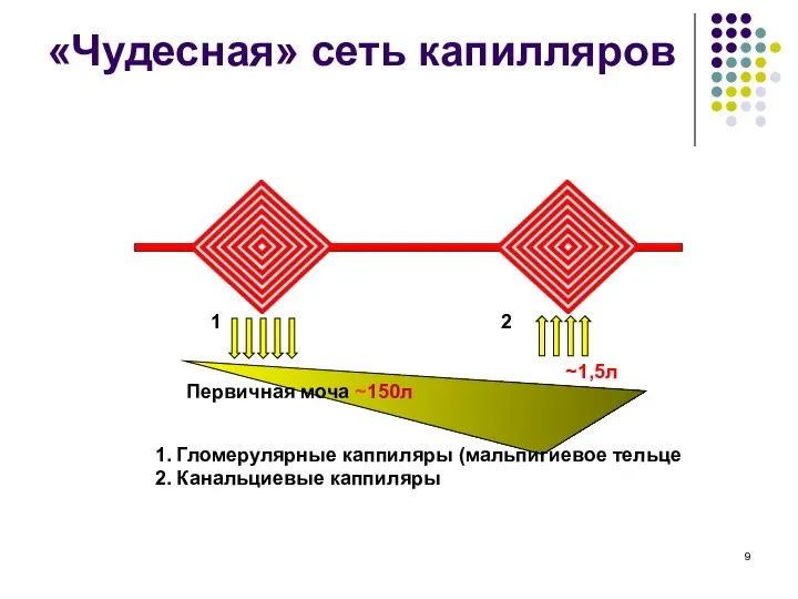 «Чудесная» сеть капилляров 1. Гломерулярные каппиляры (мальпигиевое тельце 2. Канальциевые каппиляры