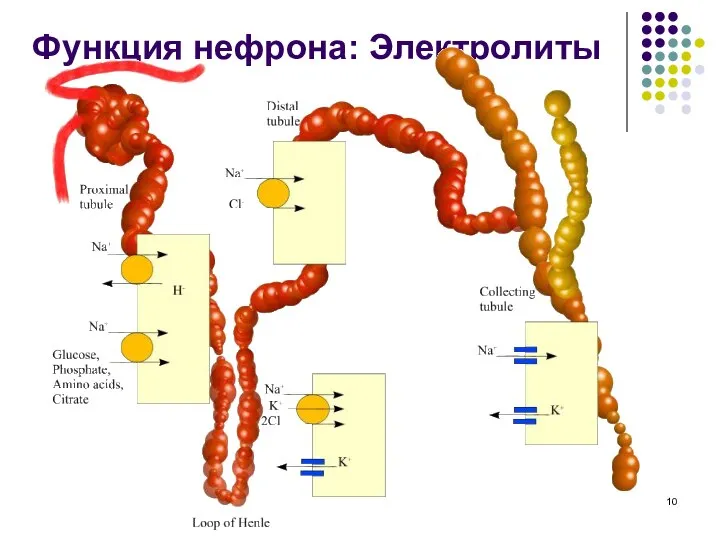 Функция нефрона: Электролиты